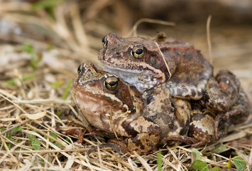 Moor Frogs