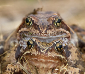 Moor Frogs
