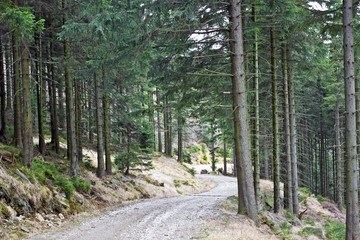 Mountain trail in Karkonosze