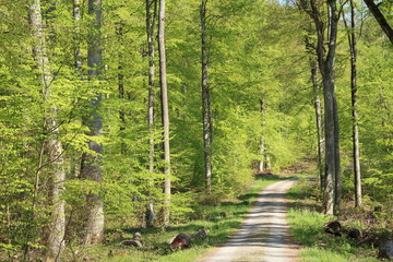 Waldweg im Schönbuch (Wald) im Frühjahr
