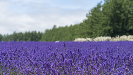 Naklejka premium ラベンダー畑