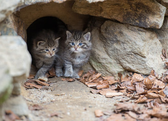 Wildkatzen Baby