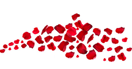 Naklejka premium Piękne czerwone płatki róż, na białym tle
