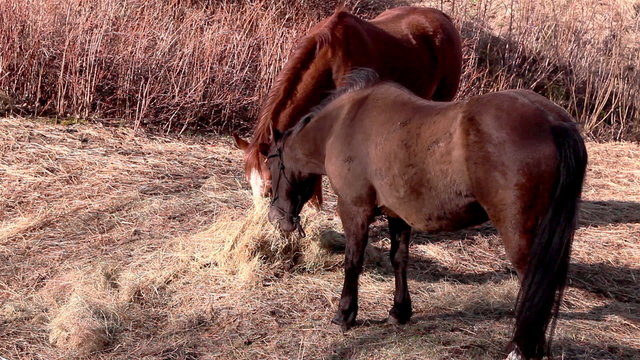 Two horses sharing the grasses