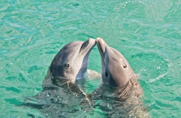 Obraz premium Two Dolphins Kissing