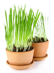 Green grass in flowerpots, isolated on white