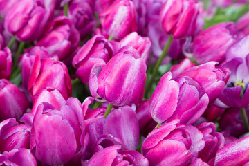 purple tulips with water drops