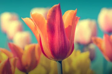Crédence de cuisine en verre imprimé Tulipe Colorful tulips