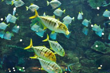 Gnathanodon speciosus black stripes yellow fish