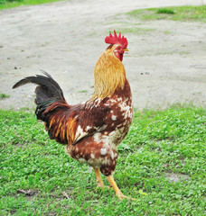 bright rooster