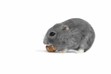 hamster eating the nut