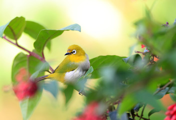 Sri Lanka White-eye (Zosterops ceylonensis) in Sri Lanka