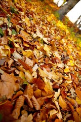Autumn