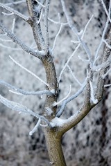 Winter Tree