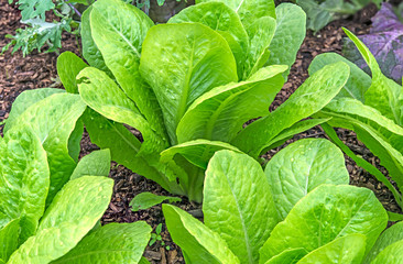 Growth of cos lettuce