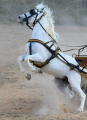 White horse rearing up