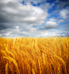 Wheat field against a blue sky