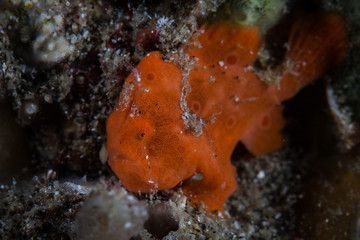 Frogfish 4