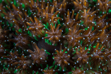 Coral Polyps 2