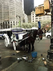 Horse carriage © Topanga