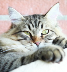 kitten, brown version of siberian breed