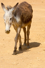A grey donkey in Colombia