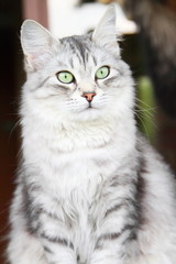 Fototapeta premium silver cat of siberian breed,adult female