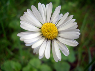Gänseblümchen Nahaufnahme auf der Wiese © Manuela Manay