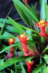 Naklejka premium Aechmea fasciata blossom in garden