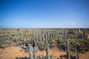 Tall cactus rising over low trees in Colombia