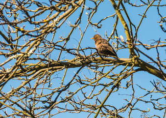 Blackbird