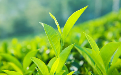 Green Leaves in Sri Lanka