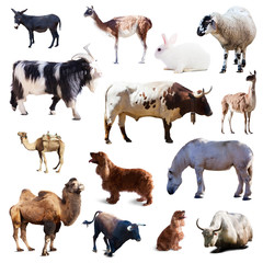 Set of farm animals. Isolated  with shade