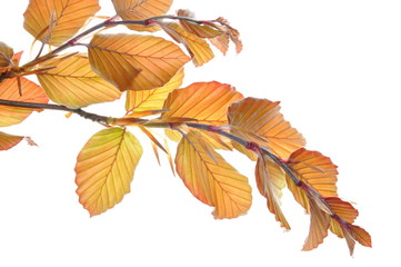 Twig beech tree in spring isolated on white background