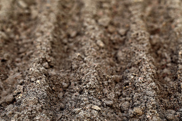 Cultivated land