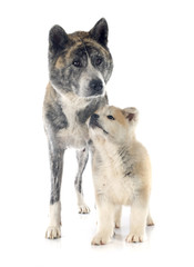 akita inu