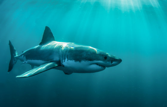 Great white shark underwater.