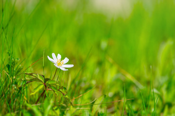 Lonely white Anemone nemorosa on grass background