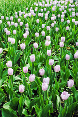 large flowerbed of pink tulips Candy Prince