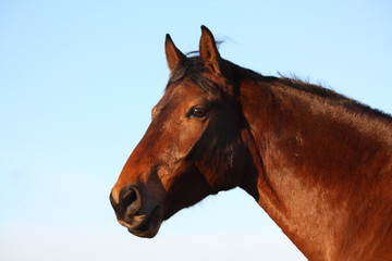 Fototapeta na wymiar Brown horse portrait in rural area