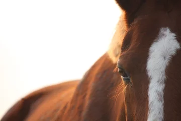 Tuinposter Kastanje paard oog close-up © virgonira