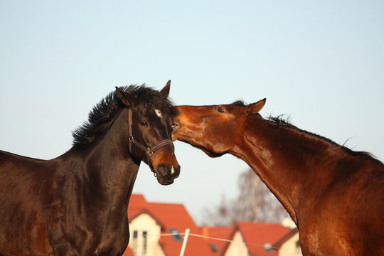 Two brown horses playfully fighting