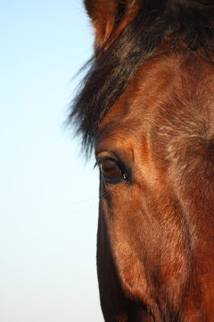 Close up of horse head