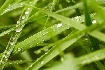 Green grass background 