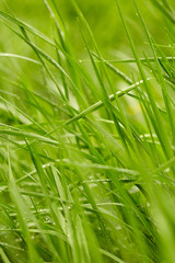 Fototapeta na wymiar Green grass background 