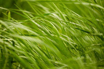 Green grass background 