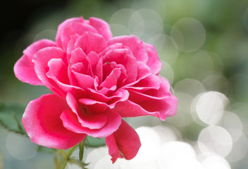 rose and background of boke