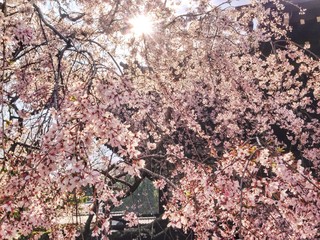 桜と太陽