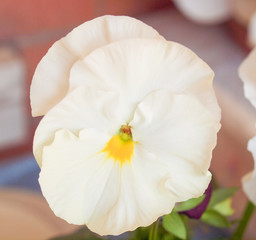 Fototapeta na wymiar Pansy viola flower