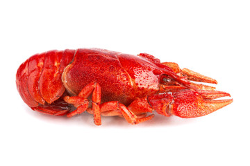 crayfish